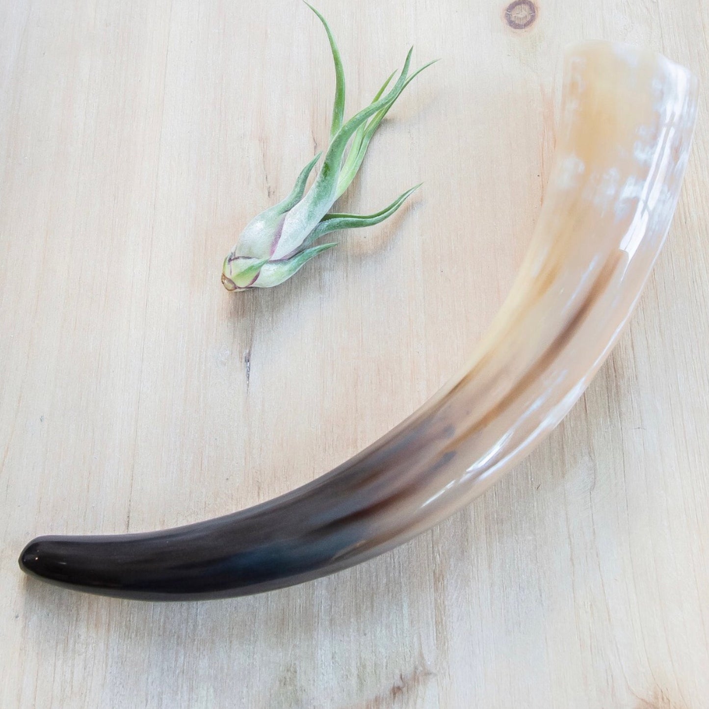 Buffalo Horn