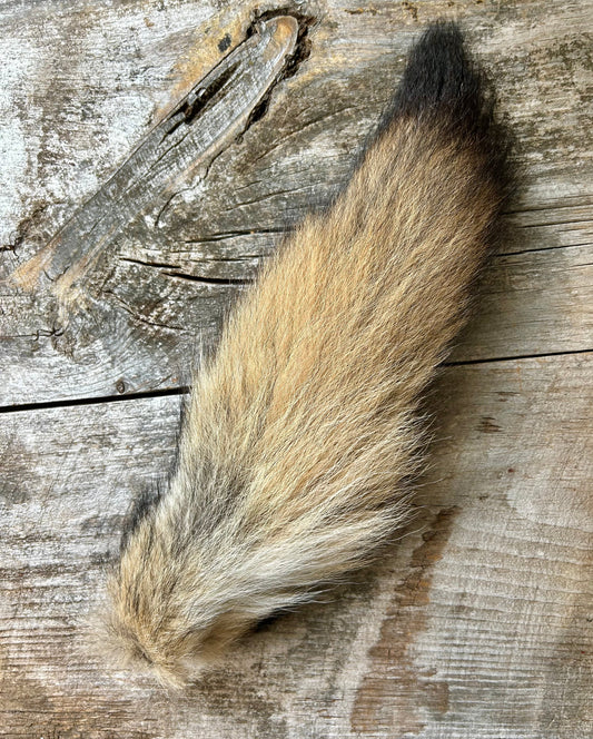 Coyote Tail