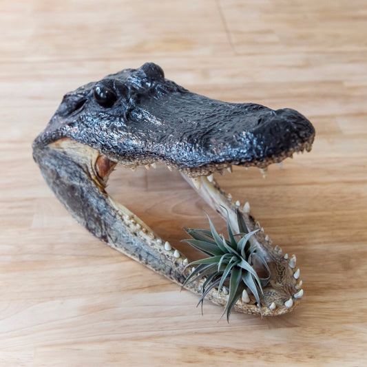 Alligator Head