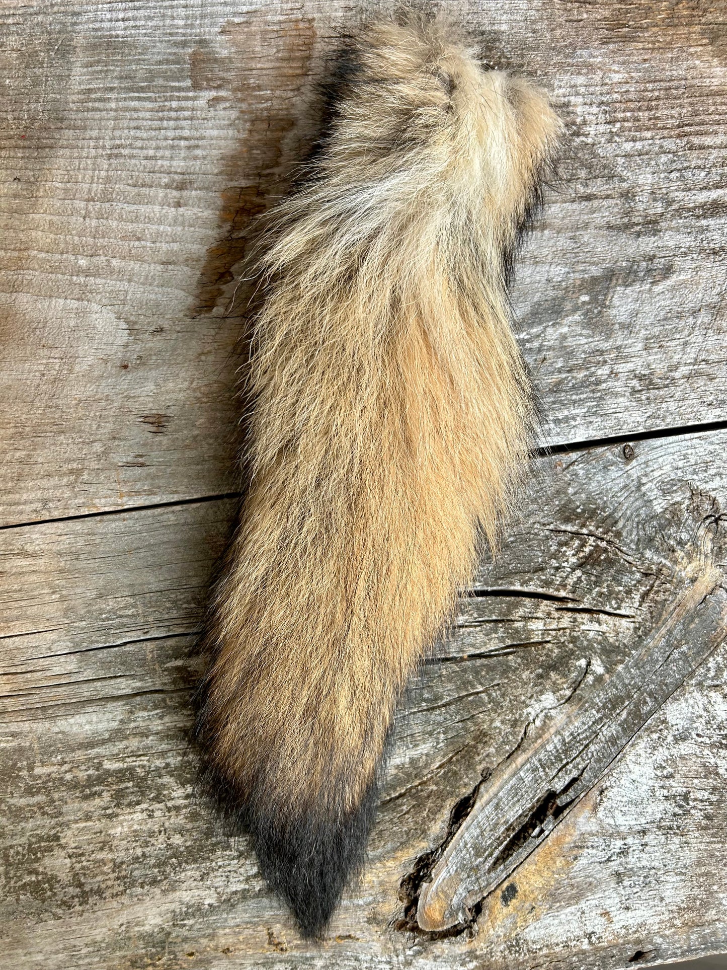 Coyote Tail