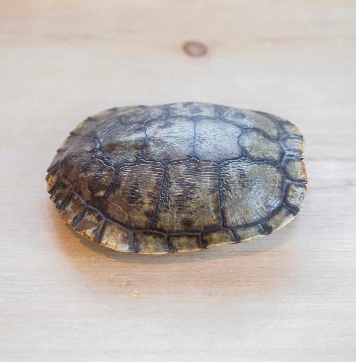 Red Eared Slider Turtle Shell