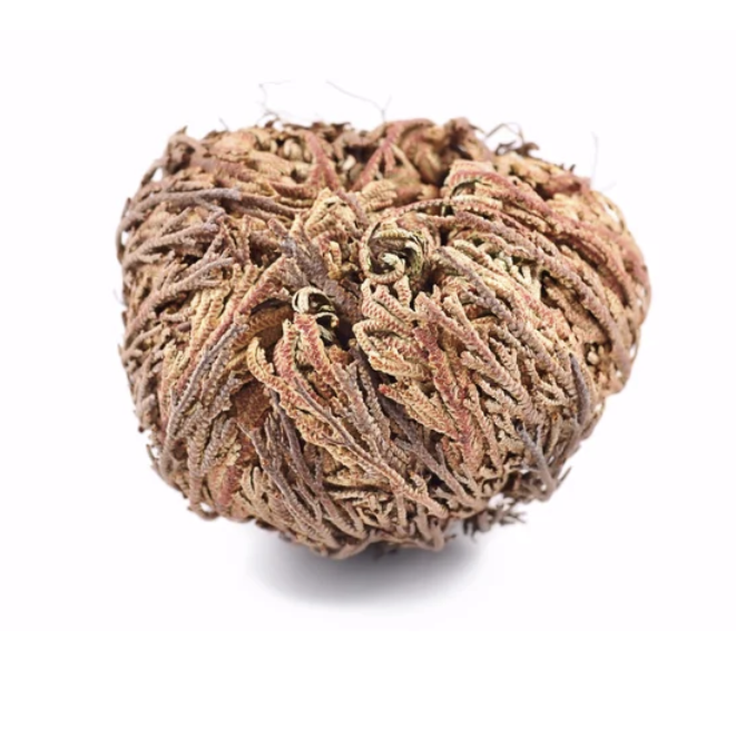 Rose of Jericho Herb
