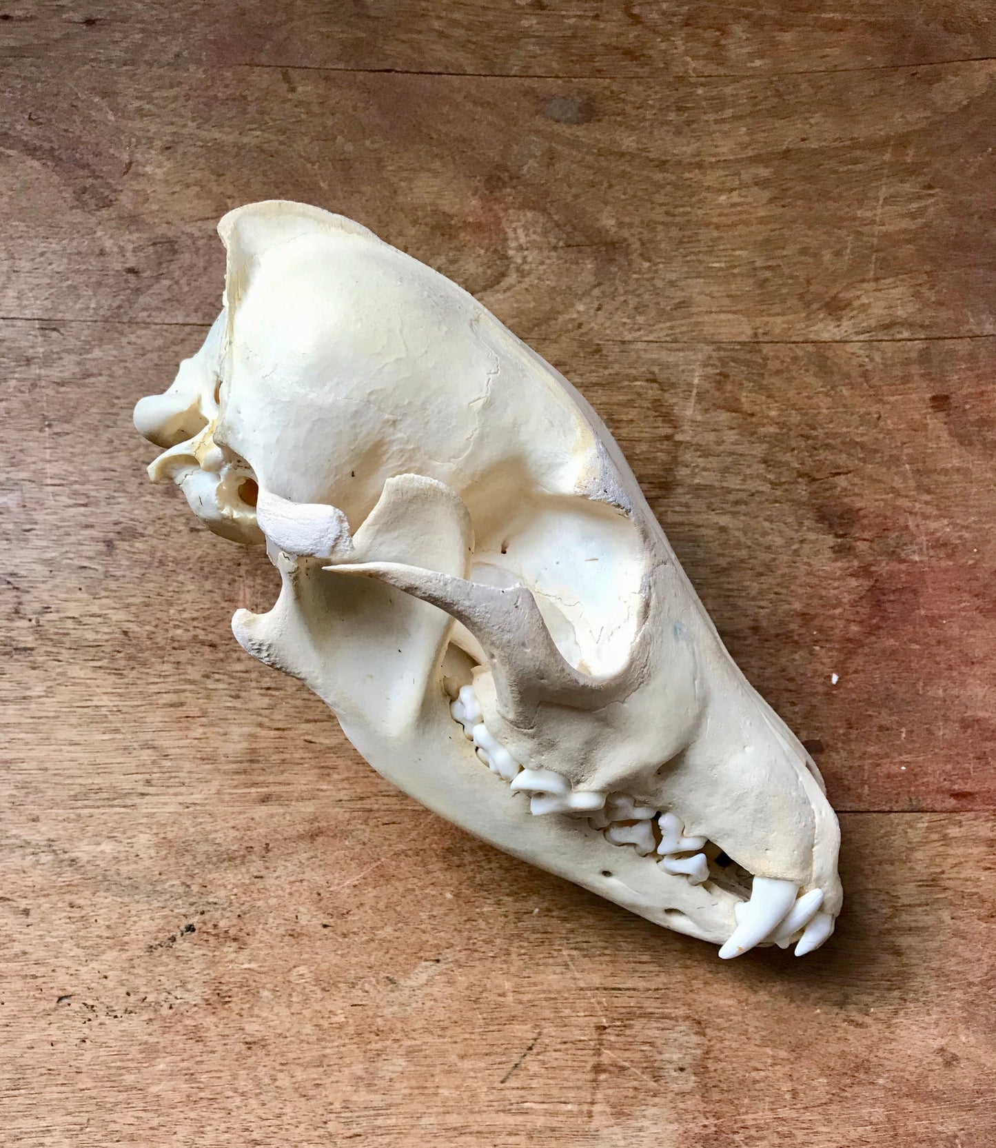 Coyote Skull