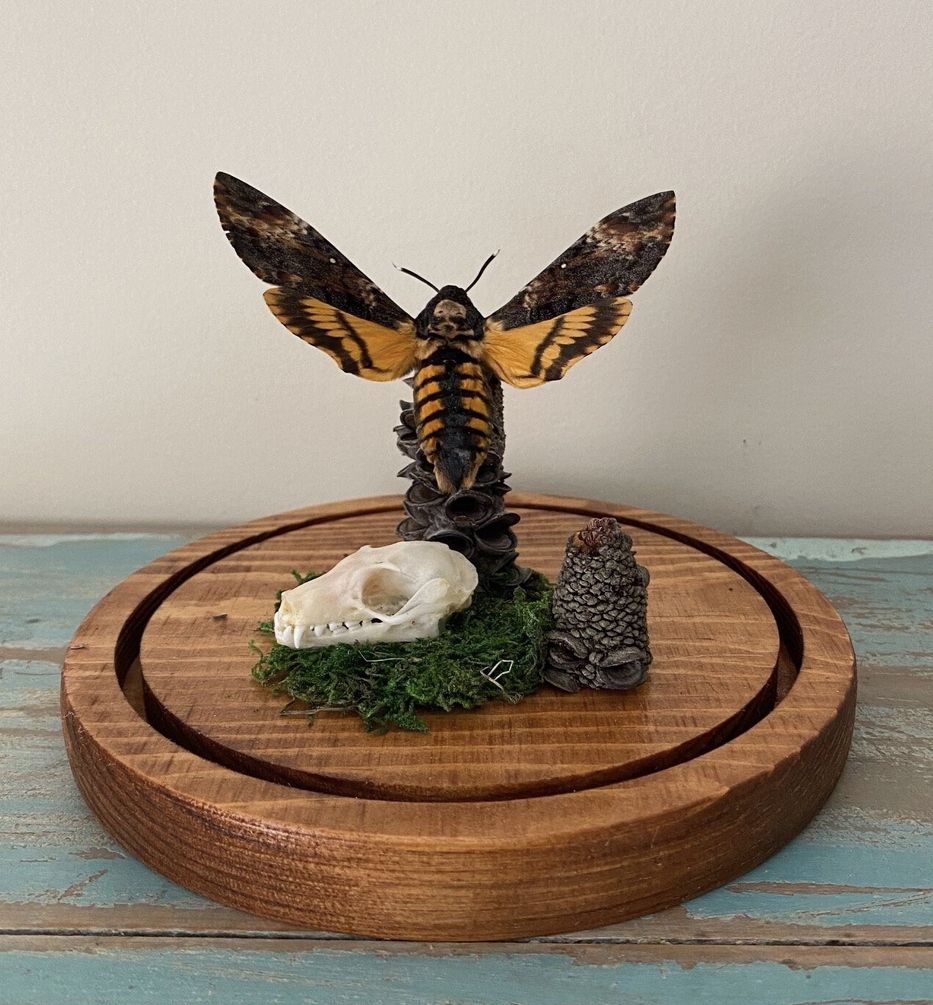434 Death's Head Moth with Fruit Bat Skull Dome