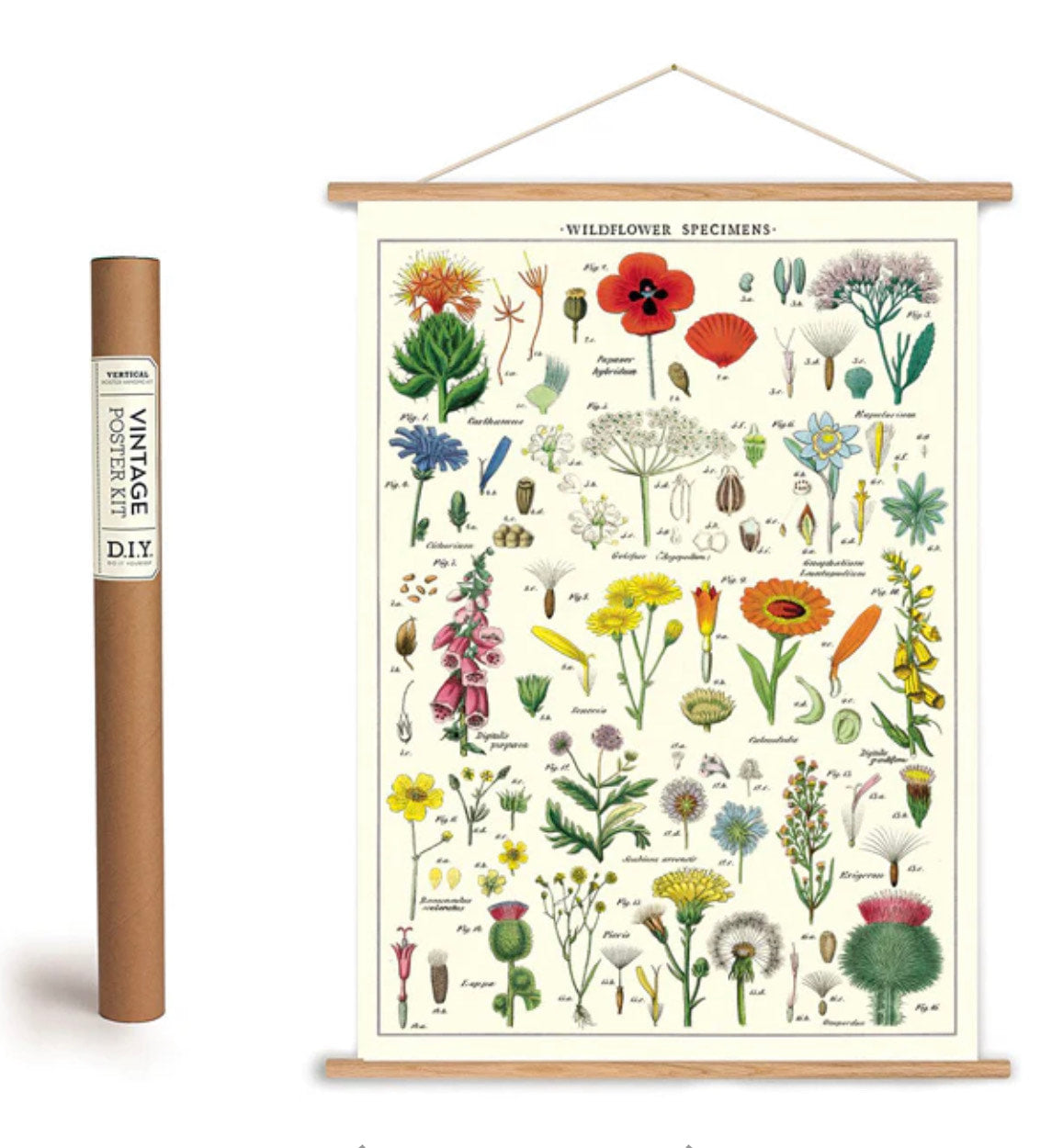 Cavallini Vintage-Inspired Poster Kit