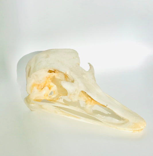 Ostrich Skull