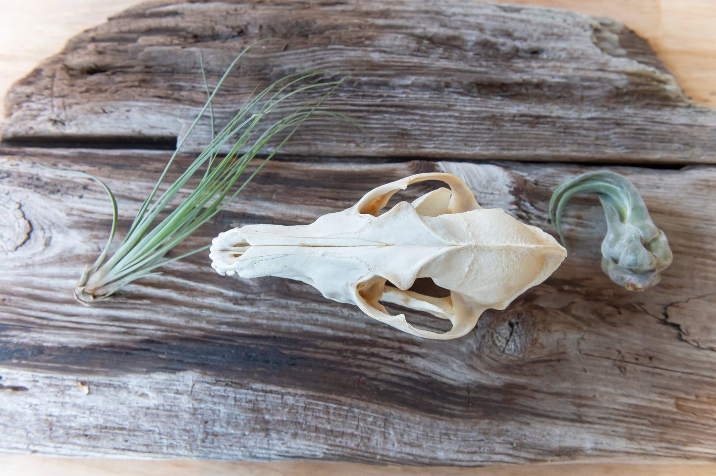 Coyote Skull