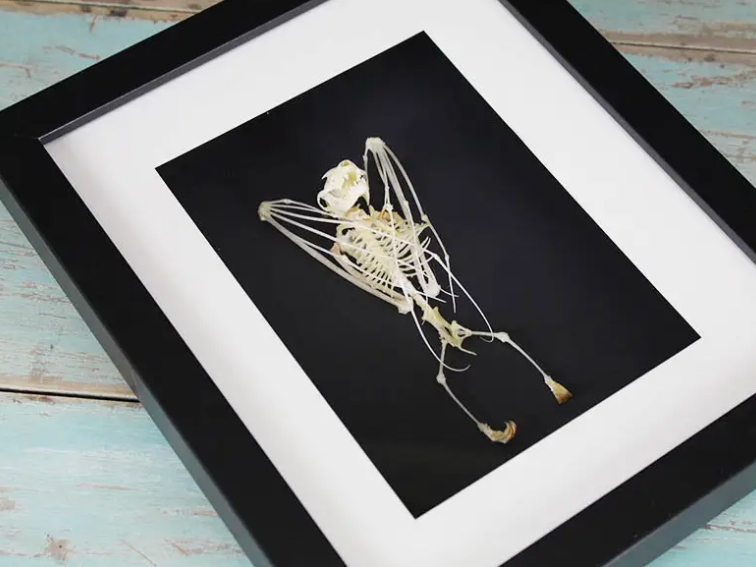 Short Nosed Bat Skeleton Frame