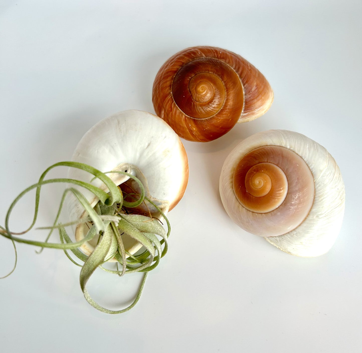 Brown Snail Shell