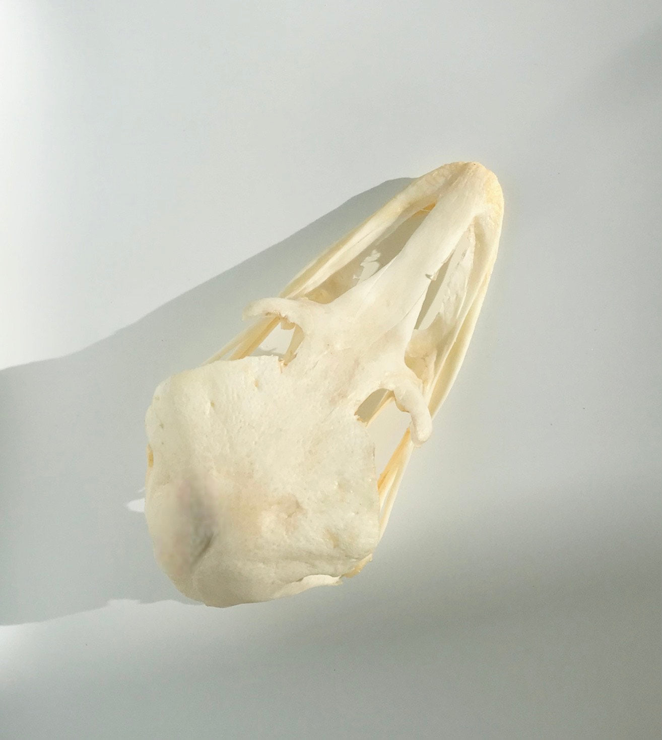 Ostrich Skull