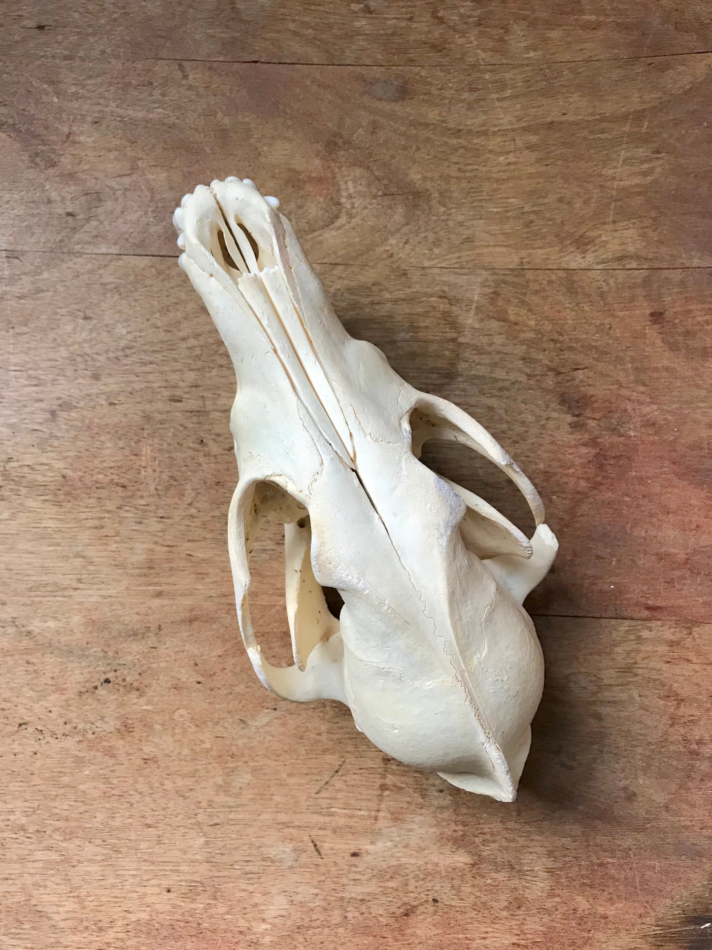 Coyote Skull