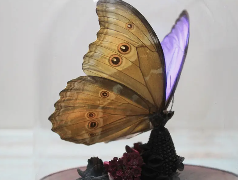 443 Morpho Didius Butterfly Flower Dome