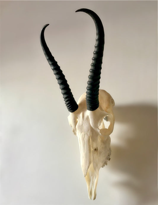 Springbok Skull - Female