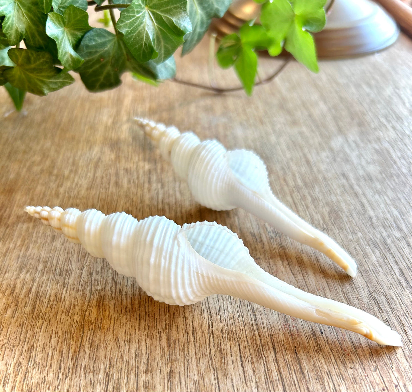 White Spiral Spindle Shell