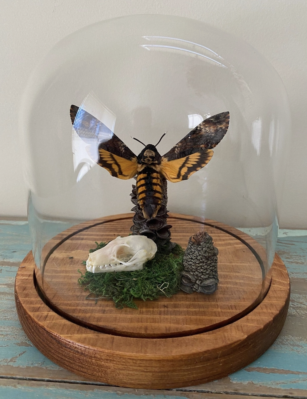 434 Death's Head Moth with Fruit Bat Skull Dome