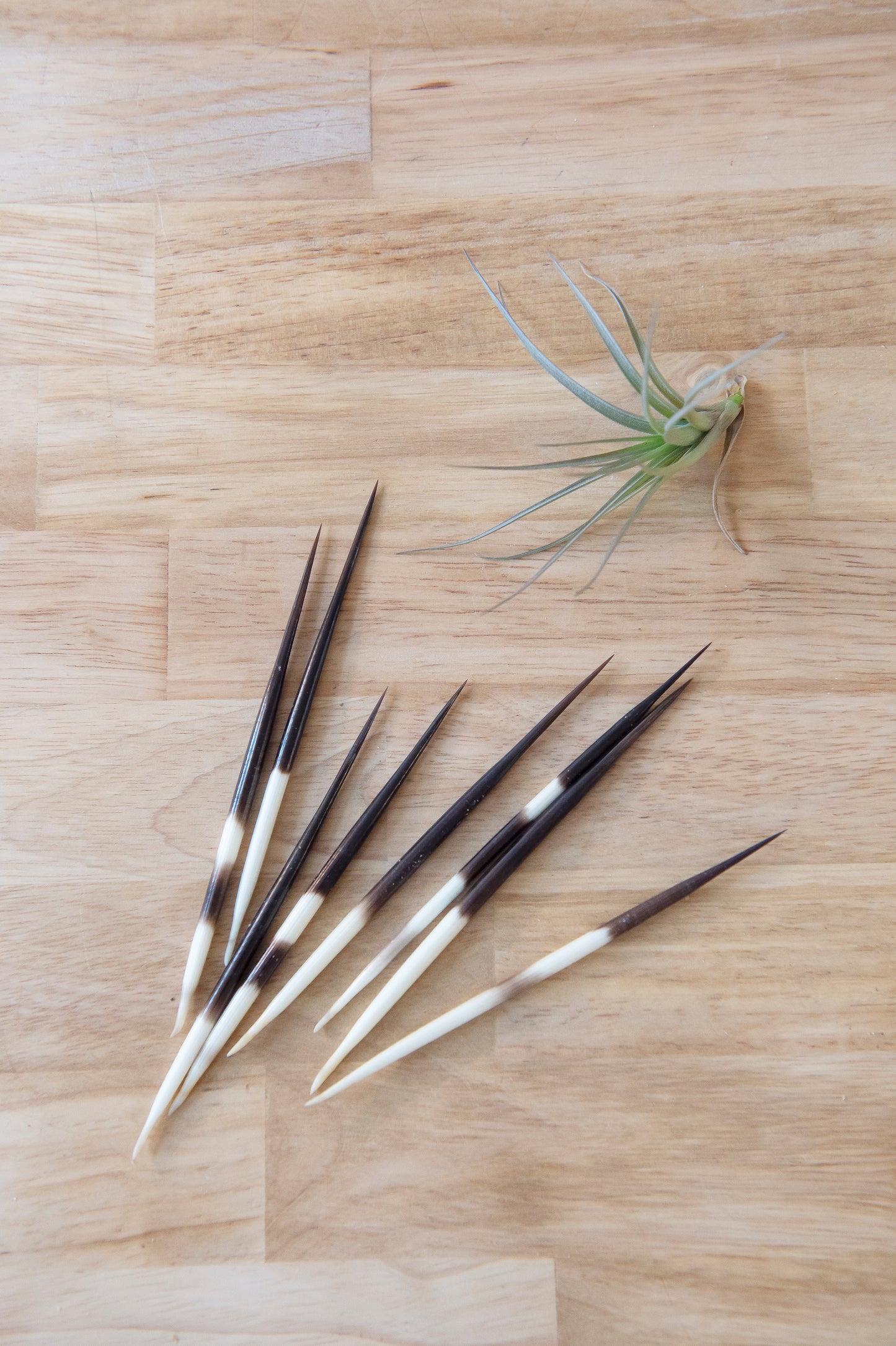 Porcupine Quill