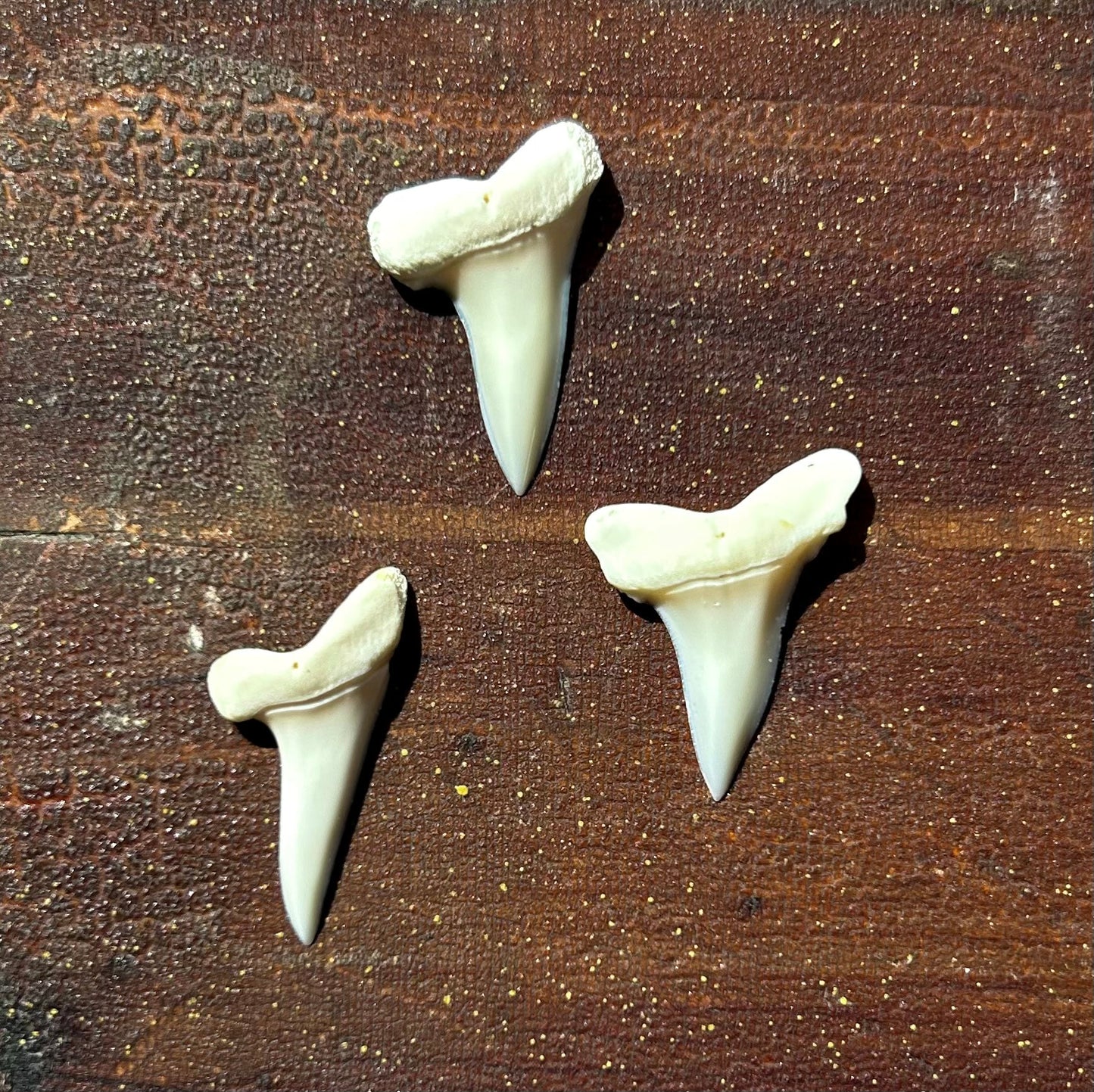 Mako Shark Tooth