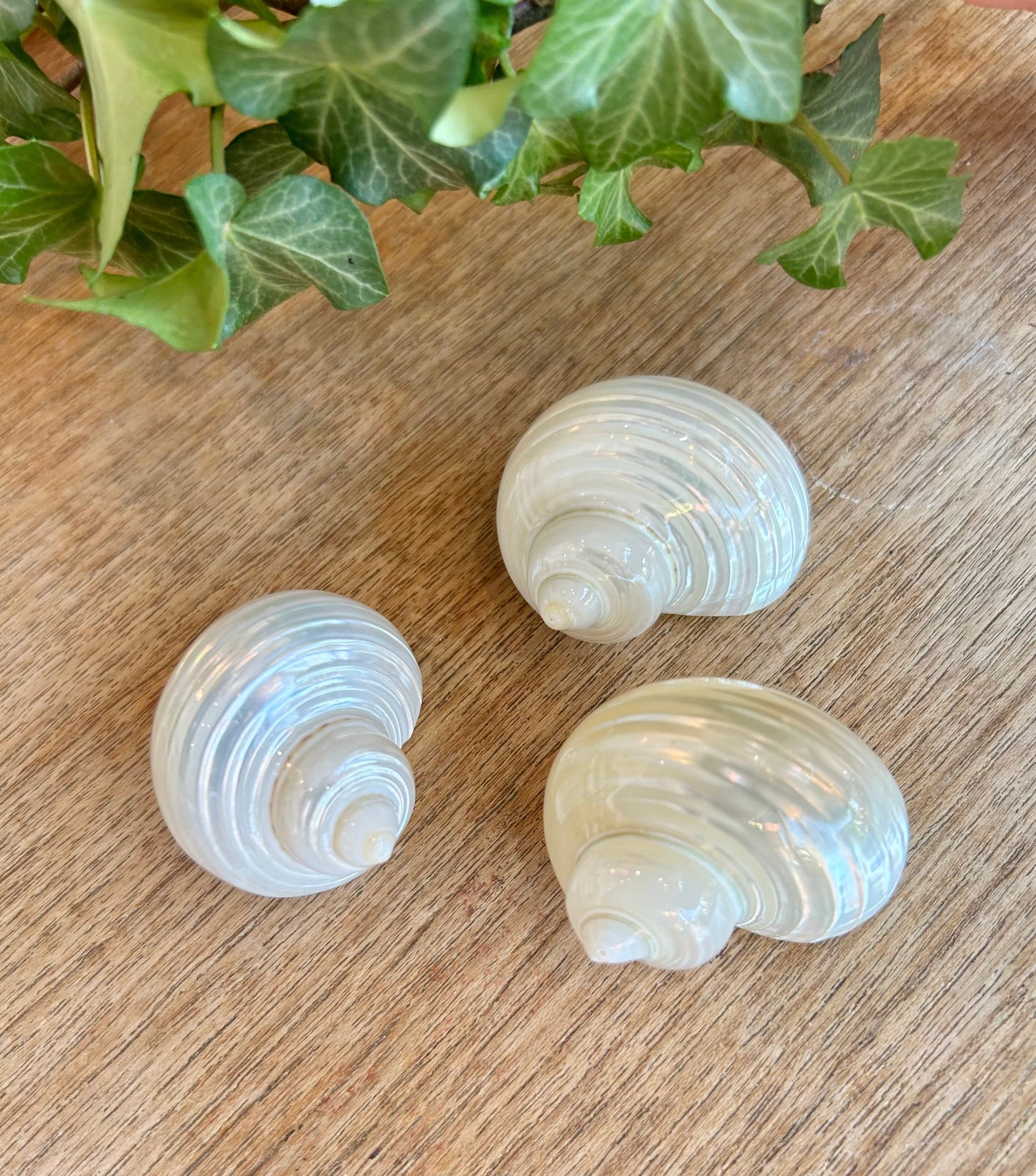 Turbo Pearl Shell