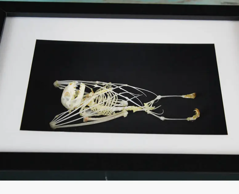 Short Nosed Bat Skeleton Frame