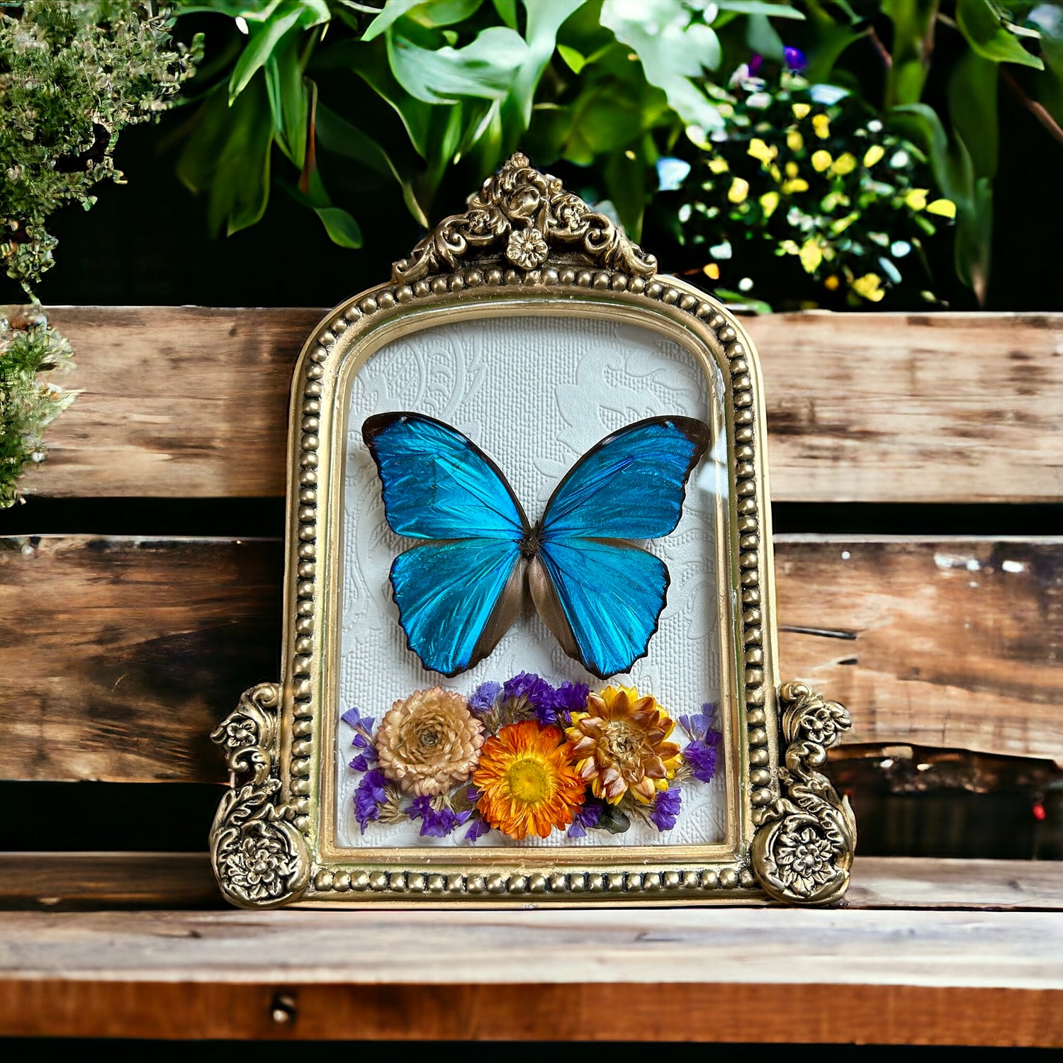 Insect Arts / Specimens