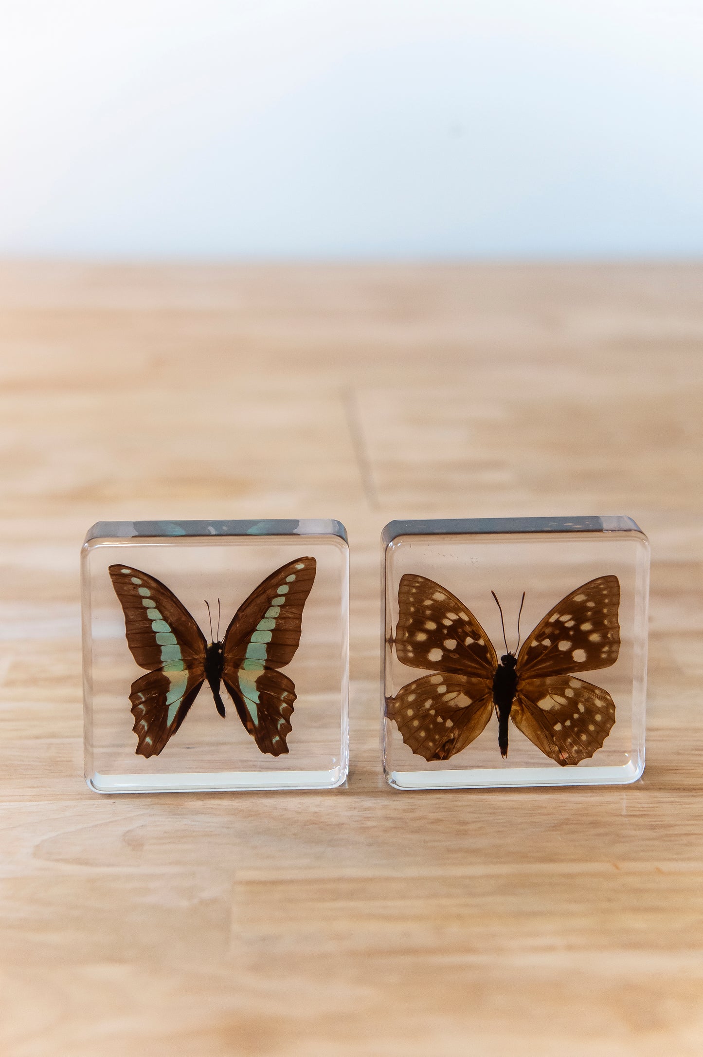 Bluebottle Butterfly Resin Paperweight