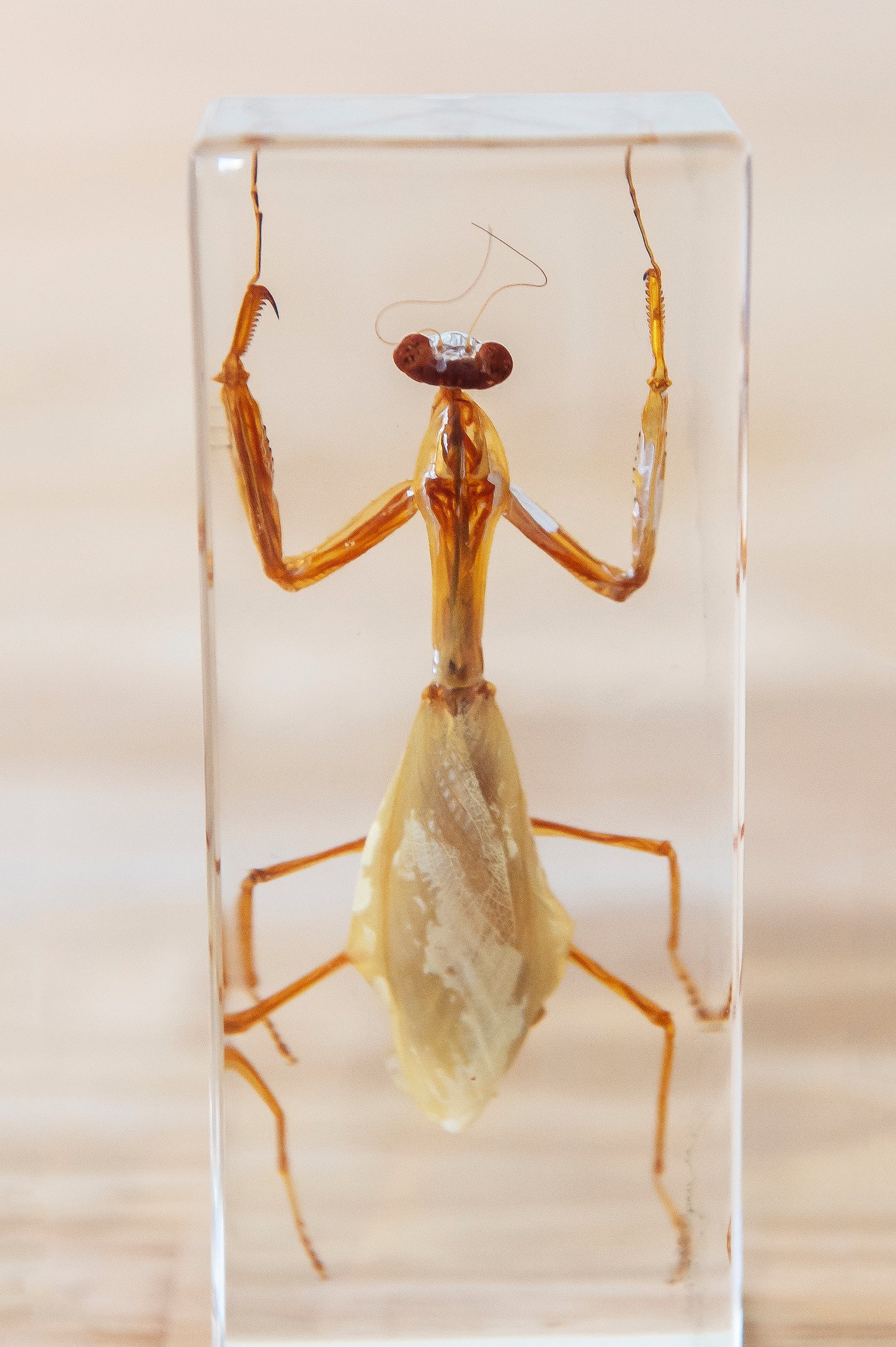 Large Praying Mantis Resin Paperweight