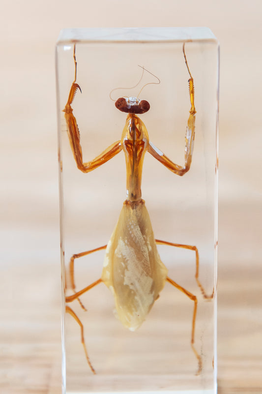 Large Praying Mantis Resin Paperweight