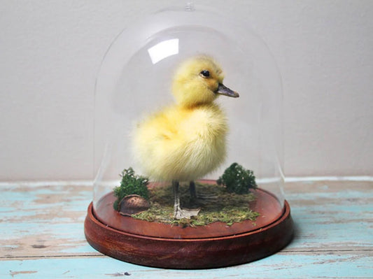 433 Duckling Taxidermy Dome
