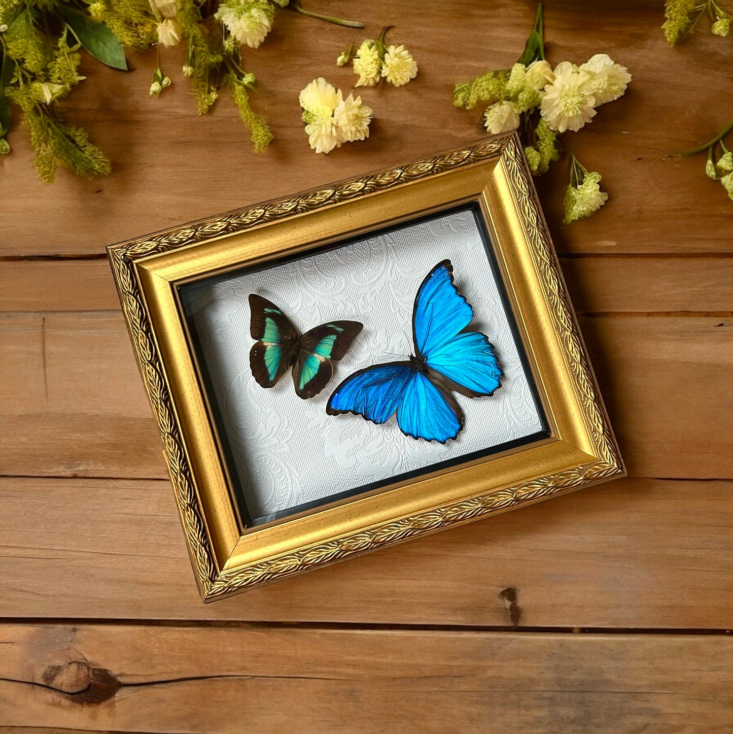 Giant Blue Morpho & Blue Prepona Butterfly Frame