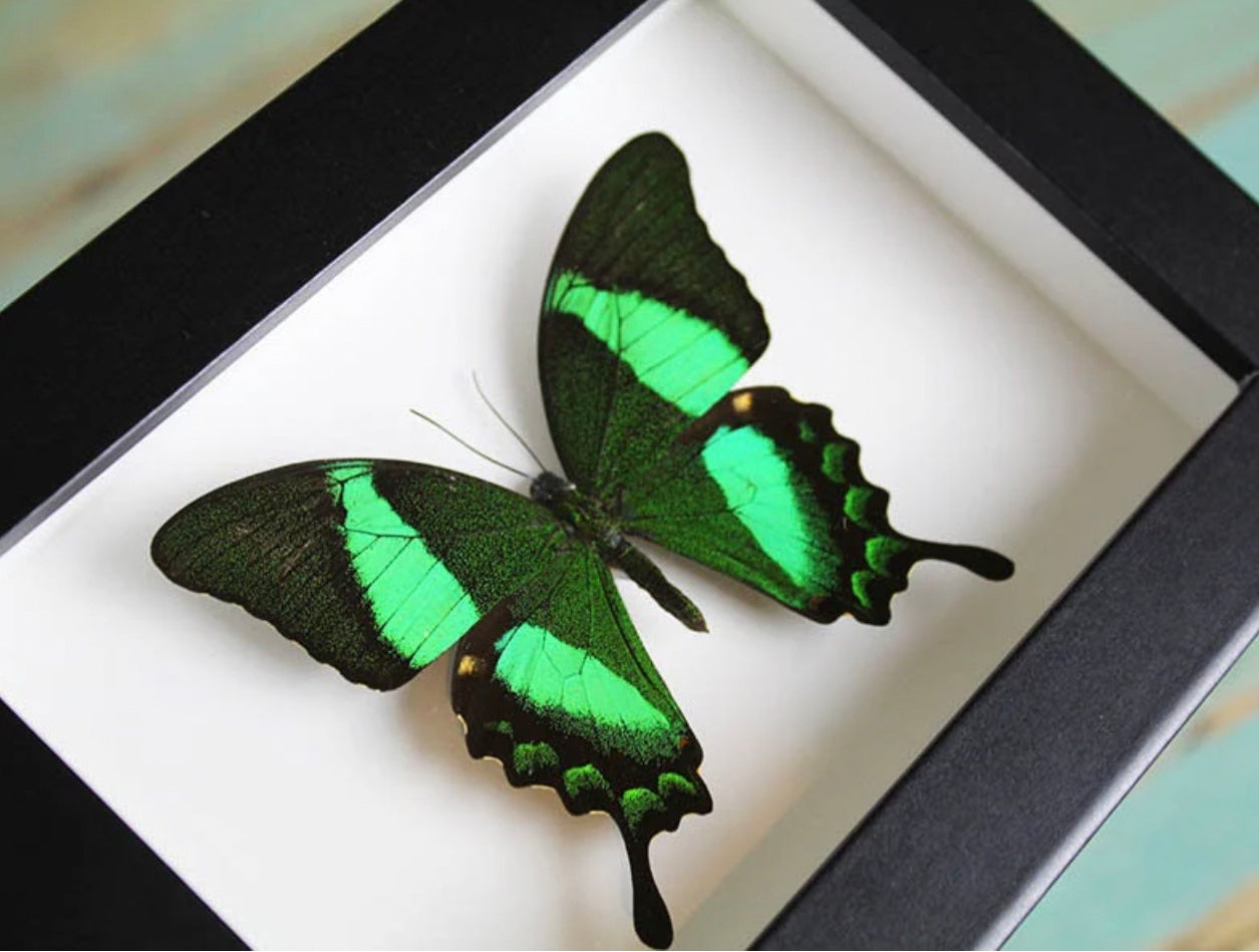 Papilio Palinurus Butterfly Frame