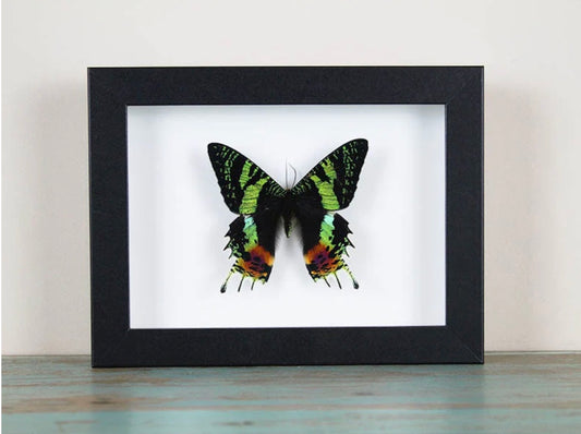 Sunset Moth Frame