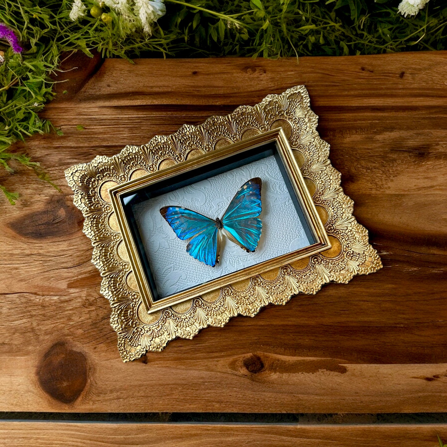 Morpho zephrytis Butterfly Frame