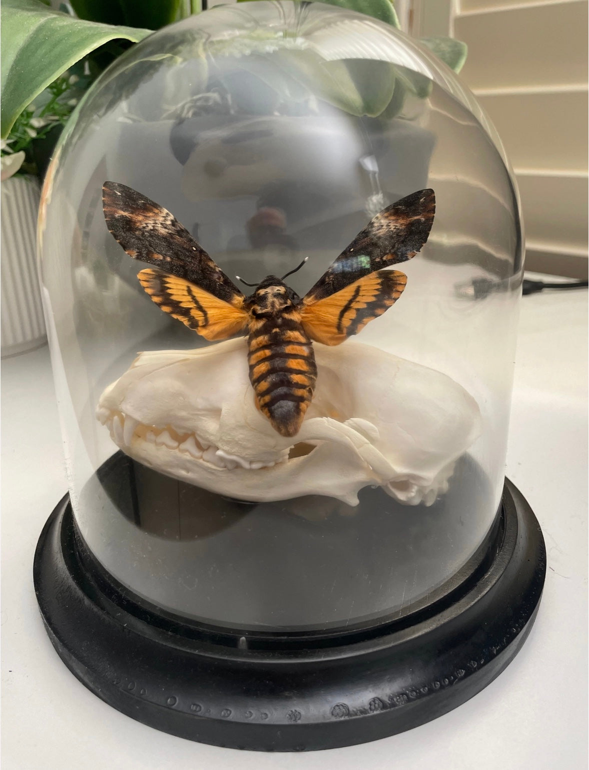 Fox Skull with Death Head Moth Dome