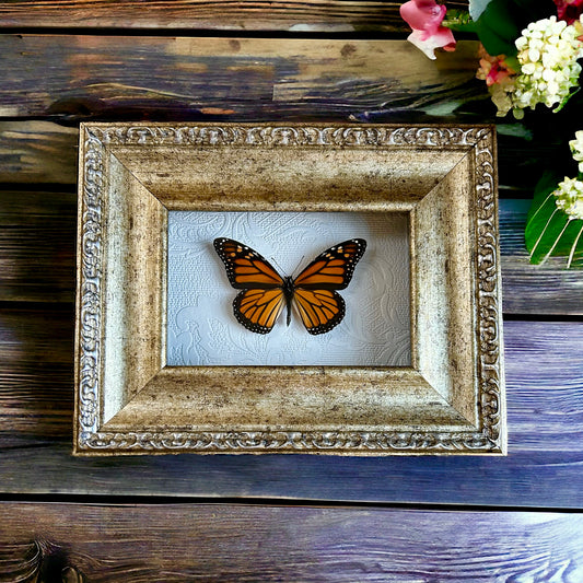 Monarch Butterfly Frame #2