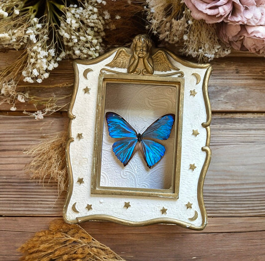 Morpho Adonis Butterfly Frame
