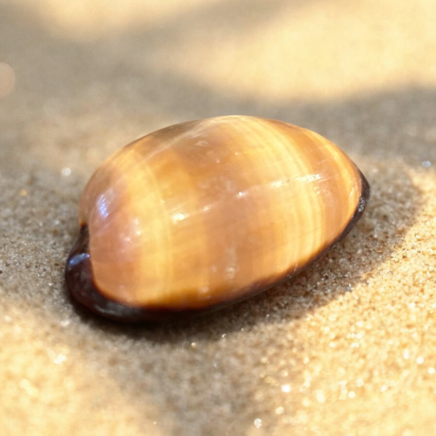 Chocolate Brown Cowrie Shell