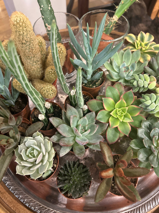 Succulent Cactus Plants