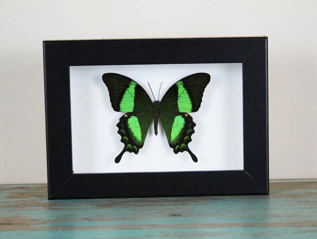 Papilio Palinurus Butterfly Frame