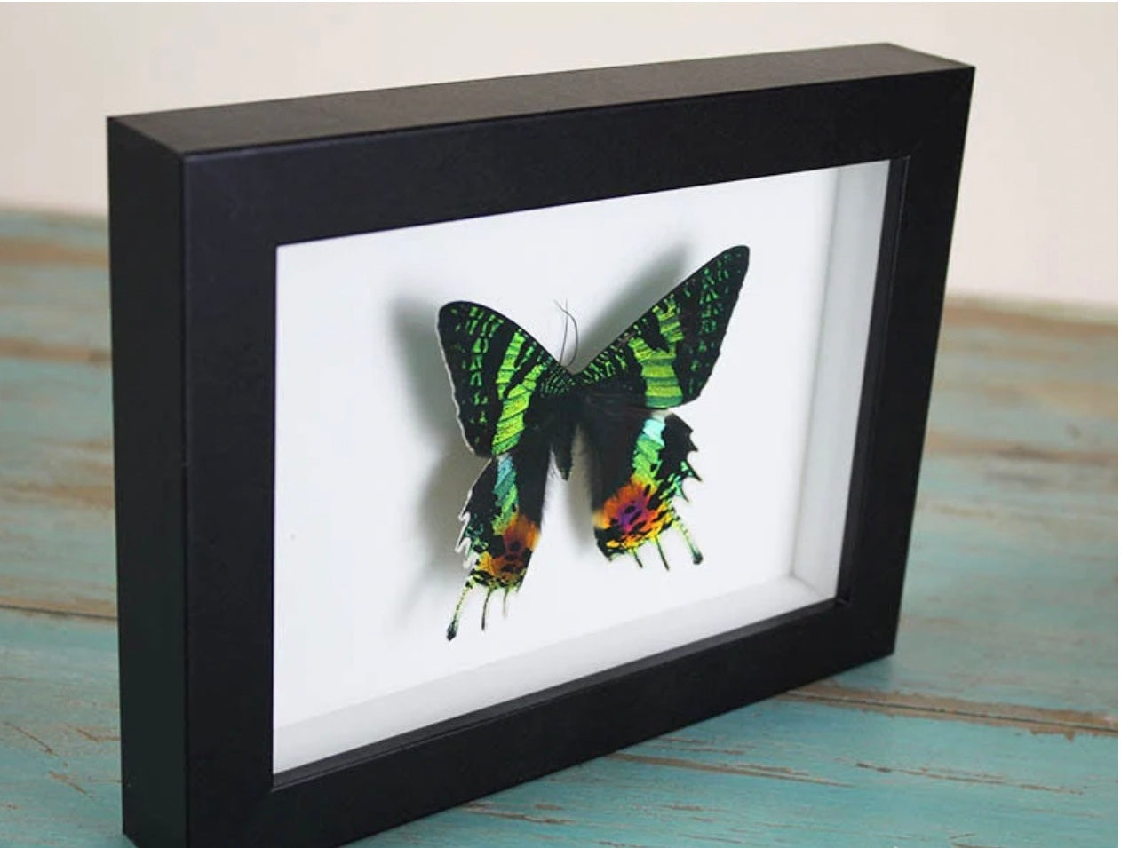 Sunset Moth Frame