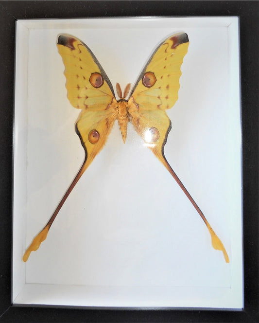 Commet Moth Frame