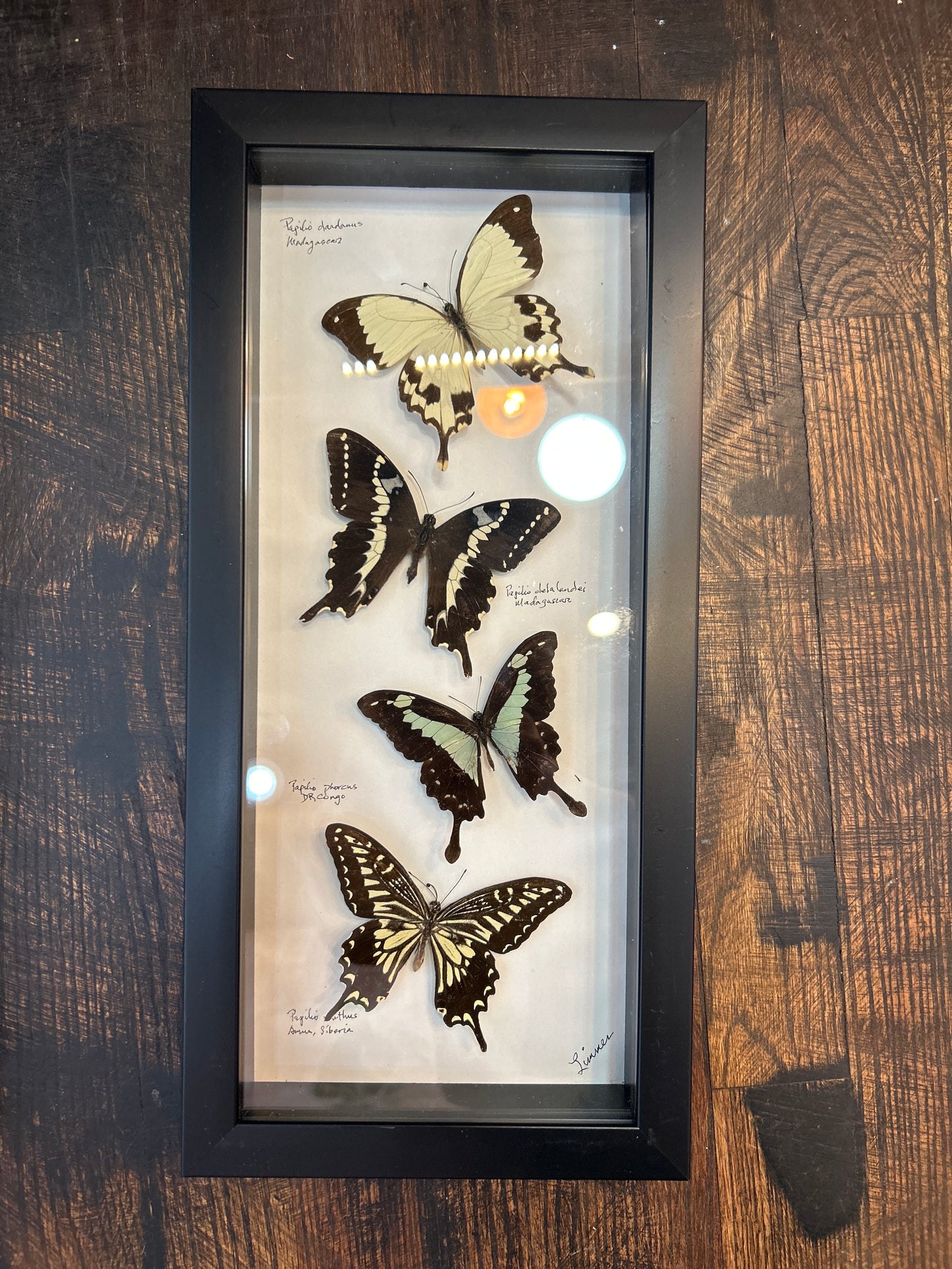 INC50 - 4pc Butterly Frame ( HT)
