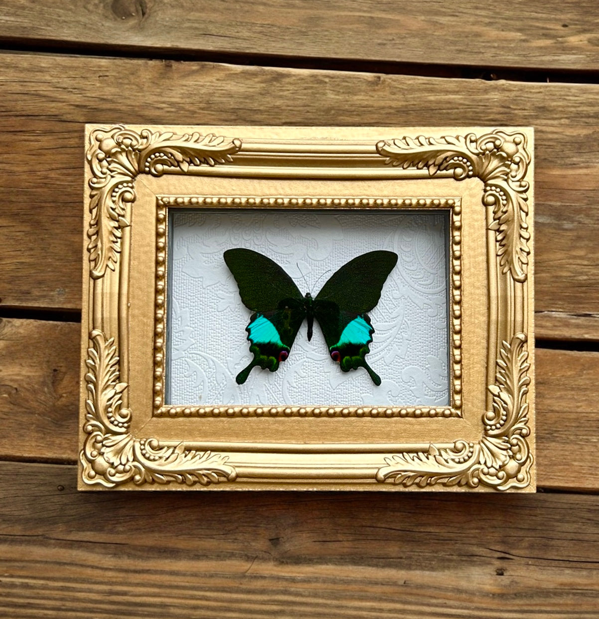Papilio Karna Butterfly Frame