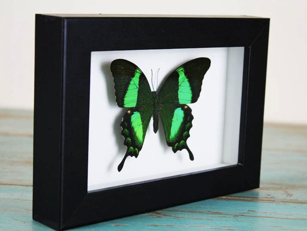 Papilio Palinurus Butterfly Frame