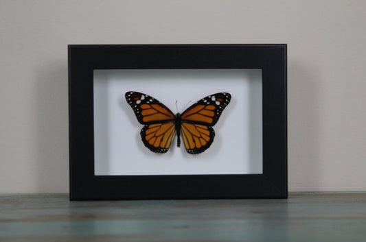 Monarch Butterfly Frame