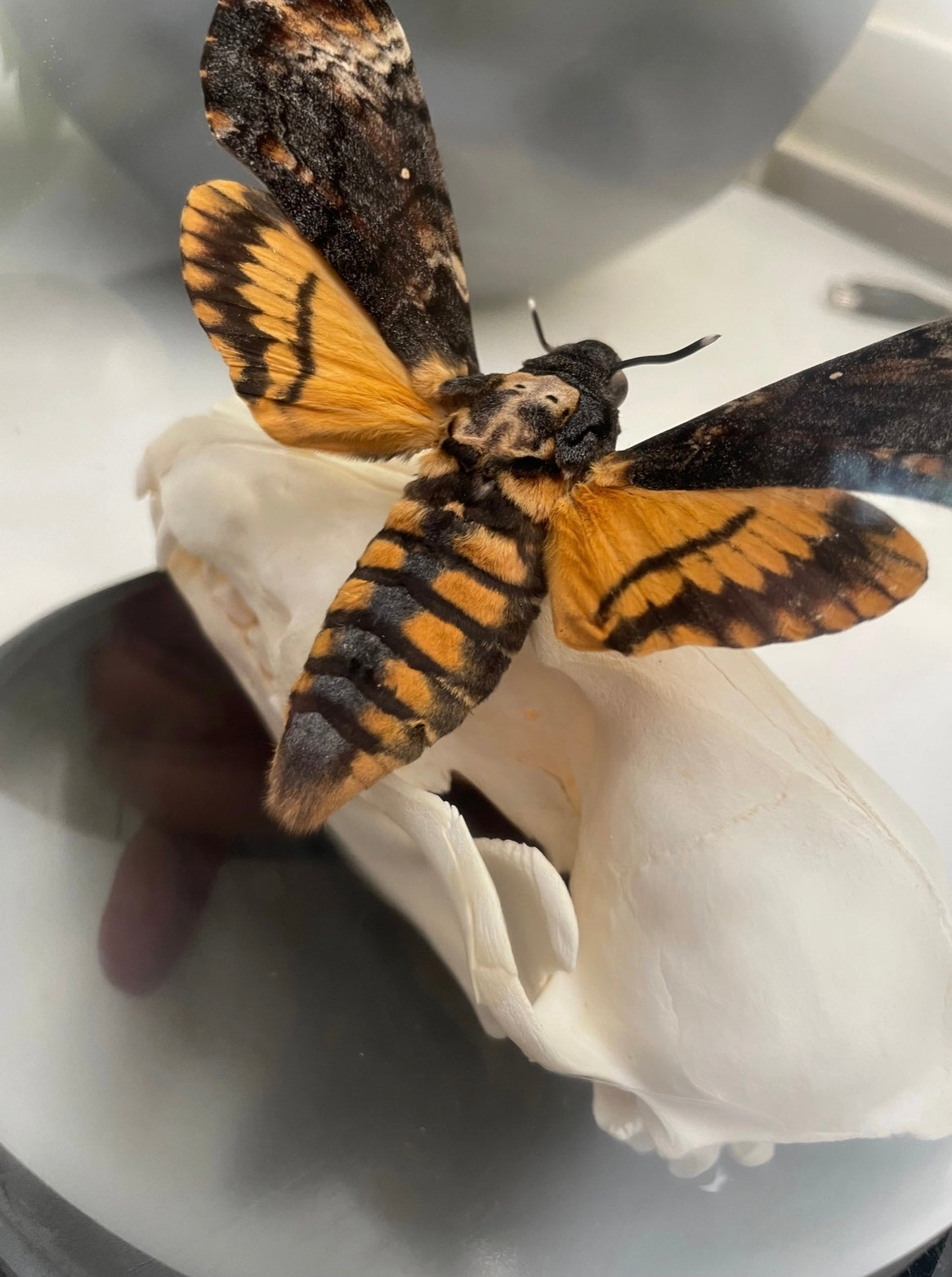 Fox Skull with Death Head Moth Dome