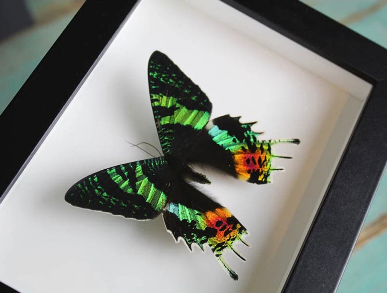 Sunset Moth Frame