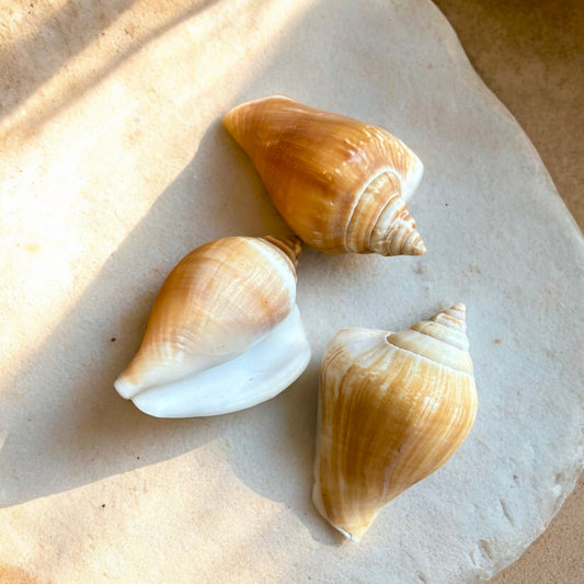 Strombus canarium shell