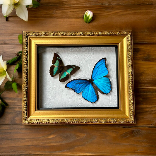 Giant Blue Morpho & Blue Prepona Butterfly Frame