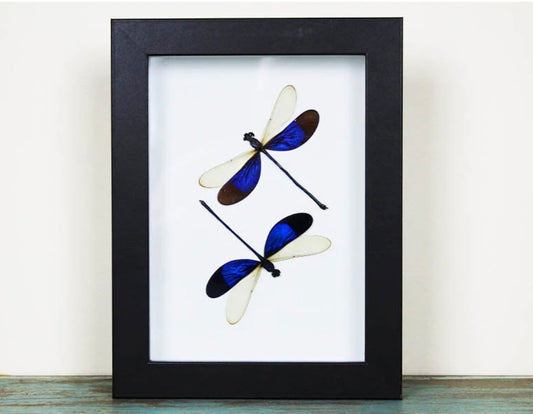 Double Blue Dragonfly Frame