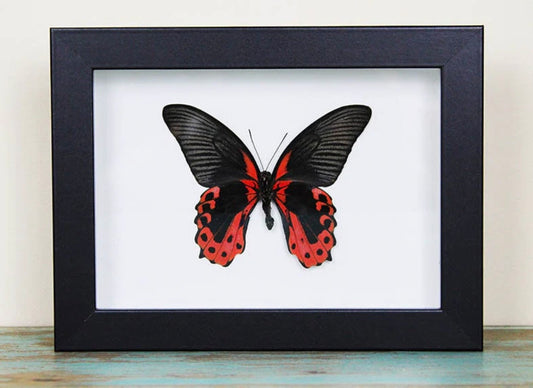 Scarlet Mormon Frame